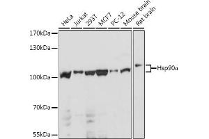 Western blot analysis of extracts of various cell lines, using HSP90 antibody (ABIN6134707, ABIN6142027, ABIN6142029 and ABIN6216078) at 1:1000 dilution. (HSP90AA1 antibody)