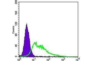 Flow cytometric analysis of HepG2 cells using KDR mouse mAb (green) and negative control (purple). (VEGFR2/CD309 antibody  (AA 20-764))