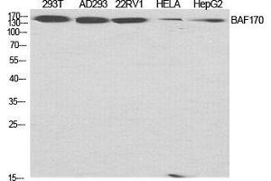 Western Blot (WB) analysis of specific cells using BAF170 Polyclonal Antibody. (SMARCC2 antibody  (Internal Region))