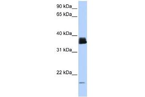 PPIA antibody used at 1 ug/ml to detect target protein.