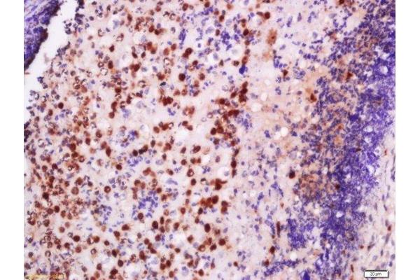 EXOSC10 antibody  (AA 41-140)