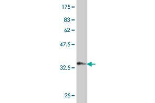 SORCS2 antibody  (AA 802-900)