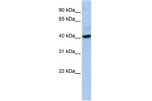 WB Suggested Anti-THAP5 Antibody Titration: 0. (THAP5 antibody  (Middle Region))