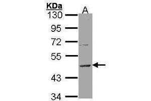WB Image Sample (30 ug of whole cell lysate) A: Hela 10% SDS PAGE antibody diluted at 1:5000 (HRH3 antibody  (C-Term))