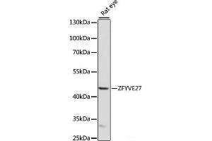 Western blot analysis of extracts of Rat eye using ZFYVE27 Polyclonal Antibody at dilution of 1:1000. (ZFYVE27 antibody)