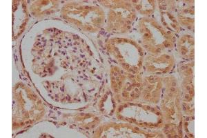 CACNA1B antibody  (AA 2132-2339)