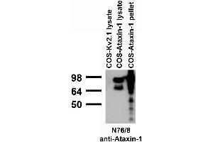Transfected cell immunoblot: COS cells transiently transfected with Ataxin-1 and Kv2.