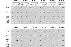 Dot Blot (DB) image for anti-Histone H3 (H3) (H3K27me) antibody (ABIN3023266) (Histone 3 antibody  (H3K27me))