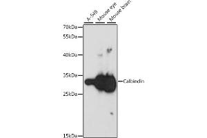 Western blot analysis of extracts of various cell lines, using Calbindin antibody (ABIN6134603, ABIN6137847, ABIN6137848 and ABIN6213988) at 1:1000 dilution. (CALB1 antibody  (AA 1-261))