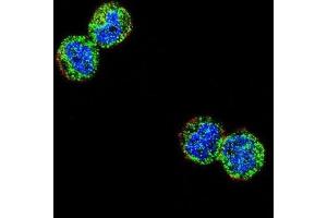 Immunofluorescence (IF) image for anti-Nuclear Factor of kappa Light Polypeptide Gene Enhancer in B-Cells Inhibitor-Like 1 (NFKBIL1) antibody (ABIN2995777)