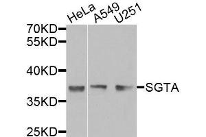 Western blot analysis of extracts of various cell lines, using SGTA antibody. (SGTA antibody  (AA 1-120))