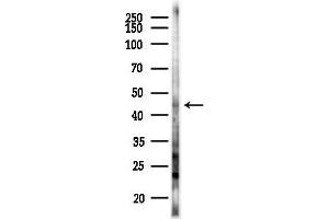 Western blot analysis of lysates from B16F10-LUC cells(heat-shock 45 min treatment), using Phospho-RIP3/RIPK3 (Ser227) Antibody at 1/1000 dilution.