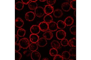 Immunofluorescence staining of PLSCR1 in rat basophilic leukemia (RBL) cell line using 13A6 (Tec-23) antibody. (PLSCR1 antibody)