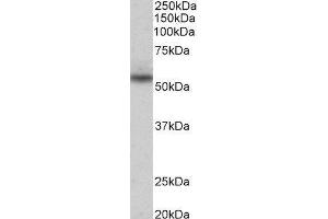 ABIN2564210 (0. (Mare/Nprl3/C16orf35 antibody  (Internal Region))