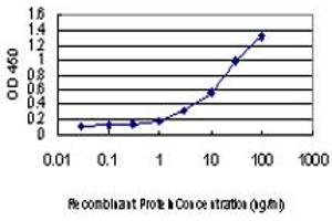 Detection limit for recombinant GST tagged LMO3 is approximately 0. (LMO3 antibody  (AA 91-146))