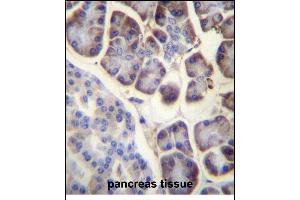 RPL34 Antibody (Center) (ABIN657131 and ABIN2846275) immunohistochemistry analysis in formalin fixed and paraffin embedded human pancreas tissue followed by peroxidase conjugation of the secondary antibody and DAB staining. (RPL34 antibody  (AA 37-66))