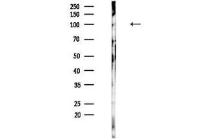 anti-MutS Homolog 4 (E. Coli) (MSH4) (N-Term) antibody