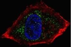 Fluorescent confocal image of HepG2 cells stained with NeuroD1 antibody. (NEUROD1 antibody  (AA 15-45))