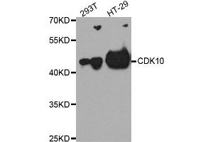 Western blot analysis of extract of 293T and HT-29 cells, using CDK10 antibody.