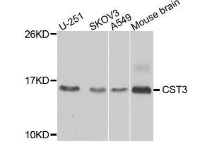 Western blot analysis of extracts of various cells, using CST3 antibody.