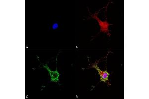 Immunocytochemistry/Immunofluorescence analysis using Mouse Anti-Alpha-2C Adrenergic Receptor Monoclonal Antibody, Clone S330A-80 (ABIN2485212). (ADRA2C antibody  (AA 442-462) (PerCP))