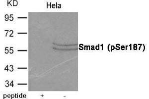 Western blot analysis of extracts from Hela cells using Smad1 (Phospho-Ser187) Antibody. (SMAD1 antibody  (pSer187))