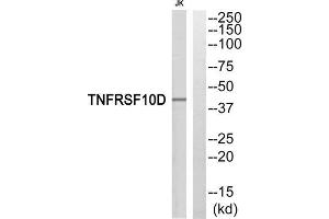 Western blot analysis of extracts from Jurkat cells, using TNFRSF10D antibody. (DcR2 antibody  (Internal Region))