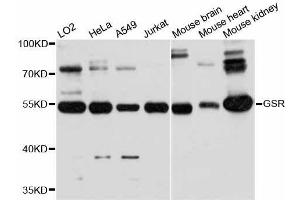 Western blot analysis of extracts of various cell lines, using GSR antibody. (Glutathione Reductase antibody  (AA 273-522))