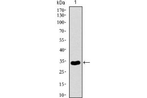 Western Blotting (WB) image for anti-Neuronal Cell Adhesion Molecule (NRCAM) (AA 1192-1255) antibody (ABIN1843141) (NrCAM antibody  (AA 1192-1255))