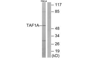 Western blot analysis of extracts from HeLa cells, using TAF1A antibody.