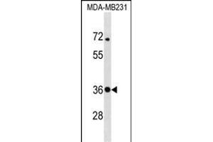 STX4 Antibody (Center) (ABIN1537824 and ABIN2850244) western blot analysis in MDA-M cell line lysates (35 μg/lane). (Syntaxin 4 antibody  (AA 132-160))