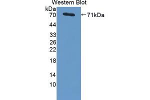 Figure. (PSMD4/ASF antibody  (AA 1-377))