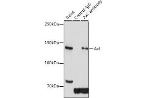 Immunoprecipitation analysis of 300 μg extracts of HeLa cells using 3 μg Axl antibody (ABIN7265804). (AXL antibody)