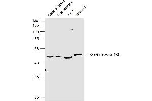Lane 1: Mouse cerebral cortex lysates Lane 2: Mouse hippocampus lysates Lane 3: Mouse brain lysates Lane 4: rat Brain lysates probed with Orexin receptor 1+2 Polyclonal Antibody, Unconjugated  at 1:500 dilution and 4˚C overnight incubation. (OX1R/OX2R antibody  (AA 321-425))