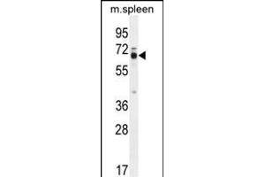LMOD2 Antibody (N-term) (ABIN654322 and ABIN2844103) western blot analysis in mouse spleen tissue lysates (35 μg/lane). (Leiomodin 2 antibody  (N-Term))