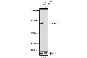 Western blot analysis of extracts from wild type (WT) and Smad4 knockout (KO) 293T cells, using Smad4 antibody (ABIN7270340) at 1:1000 dilution. (SMAD4 antibody)