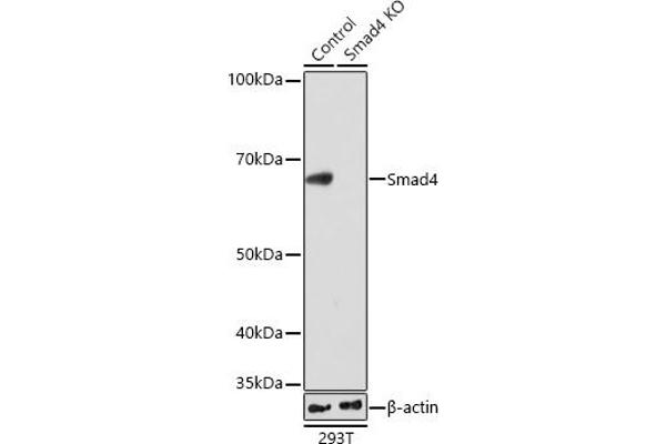 SMAD4 antibody