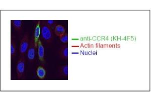 Spectral Confocal Microscopy of CHO cells using KH-4F5. (CCR4 antibody)