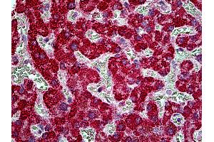 Anti-TBC1D10A antibody IHC of human liver. (TBC1D10A antibody  (AA 2-14))