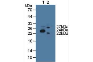 Western blot analysis of (1) Porcine Stomach Tissue and (2) Mouse Brain Tissue.