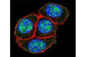 Confocal immunofluorescent analysis of GAPDH antibody with HeLa cells followed by Alexa Fluor 488-conjugated goat anti-rabbit lgG (green). (GAPDH antibody  (AA 233-259))