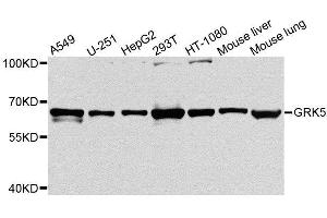 Western blot analysis of extracts of various cell lines, using GRK5 antibody. (GRK5 antibody  (AA 371-590))