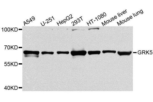 GRK5 antibody  (AA 371-590)