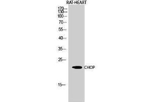 Western Blotting (WB) image for anti-DNA-Damage-Inducible Transcript 3 (DDIT3) (Internal Region) antibody (ABIN3183909) (DDIT3 antibody  (Internal Region))