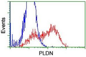 HEK293T cells transfected with either RC201514 overexpress plasmid (Red) or empty vector control plasmid (Blue) were immunostained by anti-PLDN antibody (ABIN2455544), and then analyzed by flow cytometry. (Pallidin antibody)