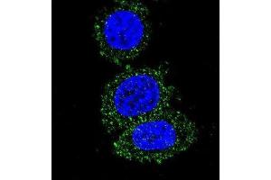 Immunofluorescence (IF) image for anti-V-Akt Murine Thymoma Viral Oncogene Homolog 2 (AKT2) antibody (ABIN5014978) (AKT2 antibody)