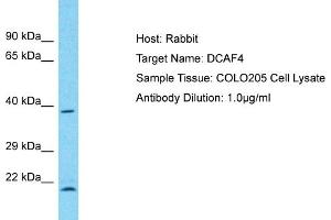 Host: Rabbit Target Name: DCAF4 Sample Type: COLO205 Whole Cell lysates Antibody Dilution: 1. (DCAF4 antibody  (C-Term))