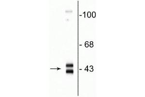 Western blot of rat hippocampal homogenate showing specific immunolabeling of the ~42-44 kDa ERK/MAPK protein. (MAPK1/2 (C-Term) antibody)