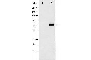 Western blot analysis of Akt phosphorylation expression in PMA treated A549 whole cell lysates,The lane on the left is treated with the antigen-specific peptide. (AKT1 antibody  (pSer129))