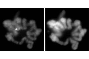 Histone H3S28ph antibody (mAb) (Clone 5F9A9) tested by Immunofluorescence. (Histone 3 antibody  (pSer28))
